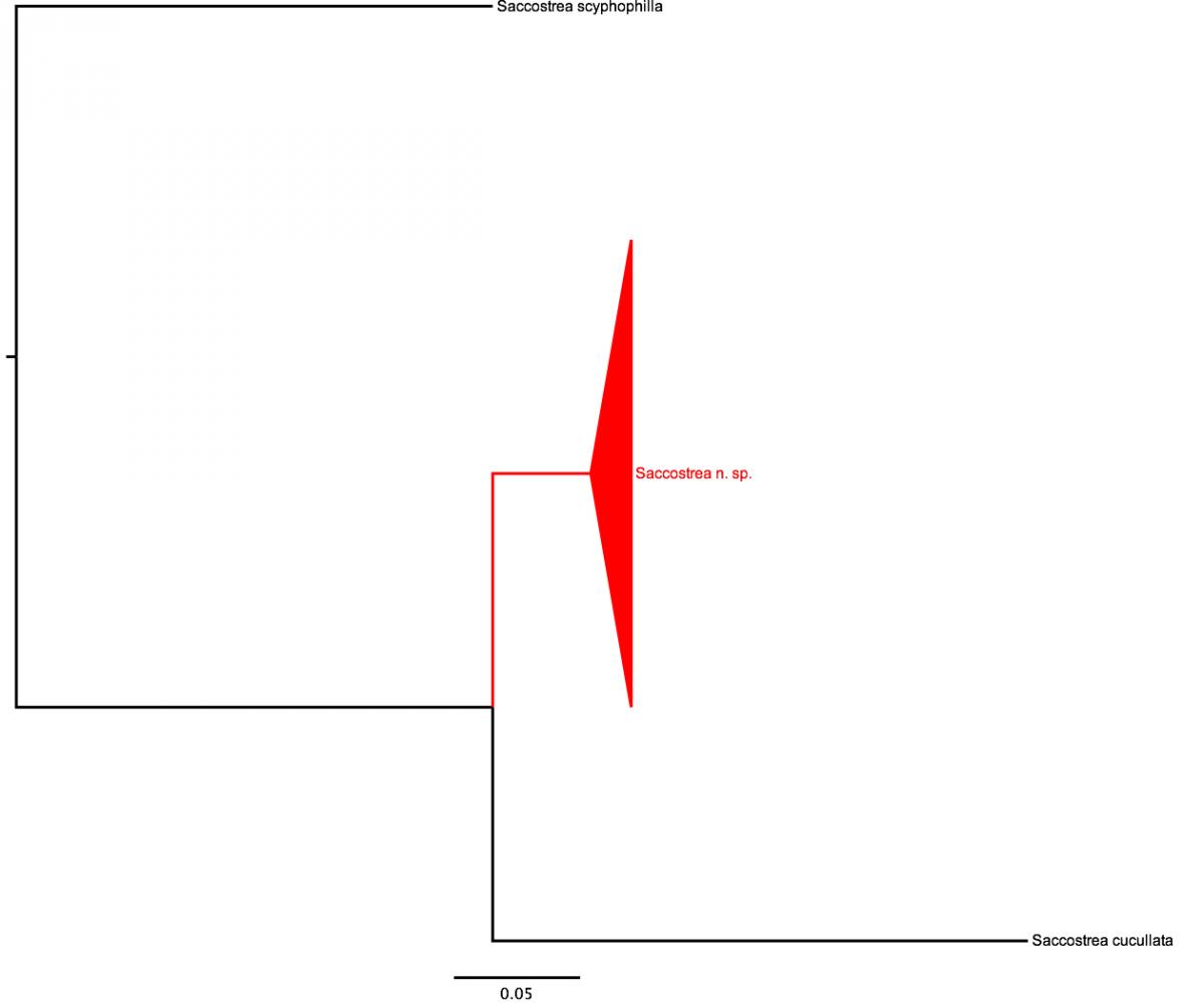 Phylogenetic tree showing the evolutionary relationships among <i>Saccostrea</i> species. The tree was built using the CO1 gene region, and Bayesian Inference. Phylogenetic tree
