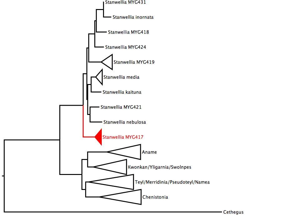 Phylogenetic tree of Nemesiidae showing <i>Stanwellia</i> MYG417 in red. The tree was built using multiple gene regions, and RaxML. phylogenetic tree
