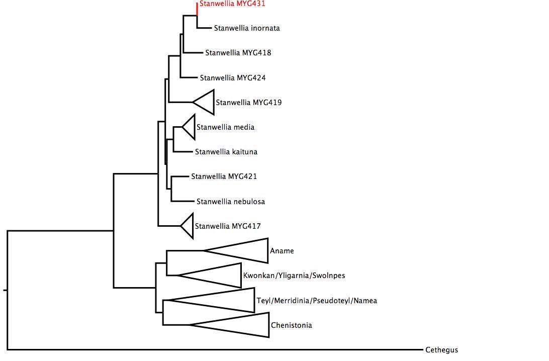 Phylogenetic tree of Nemesiidae showing <i>Stanwellia</i> MYG431 in red. The tree was built using multiple gene regions, and RaxML. phylogenetic tree