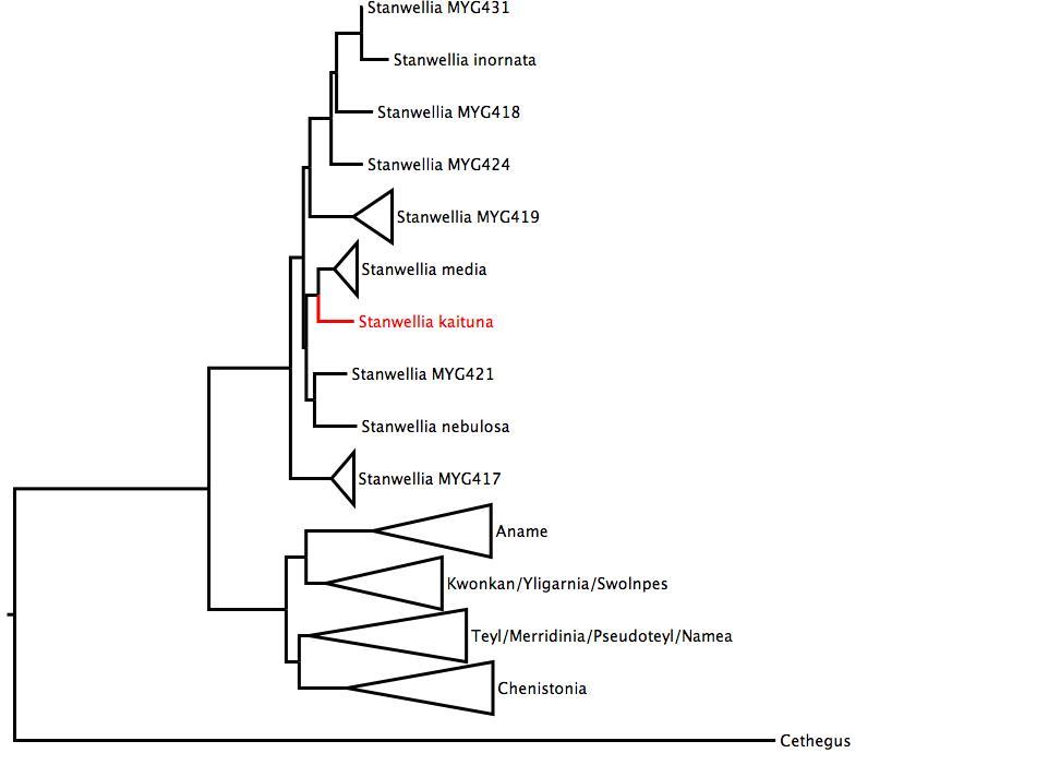 Phylogenetic tree of Nemesiidae showing <i>Stanwellia kaituna</i> in red. The tree was built using multiple gene regions, and RaxML. phylogenetic tree