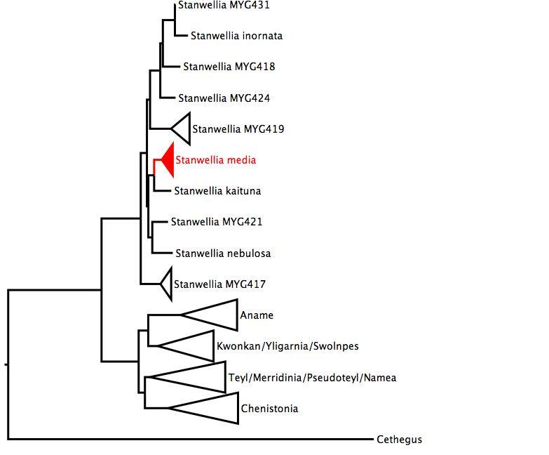 Phylogenetic tree of Nemesiidae showing <i>Stanwellia media</i> in red. The tree was built using multiple gene regions, and RaxML. phylogenetic tree