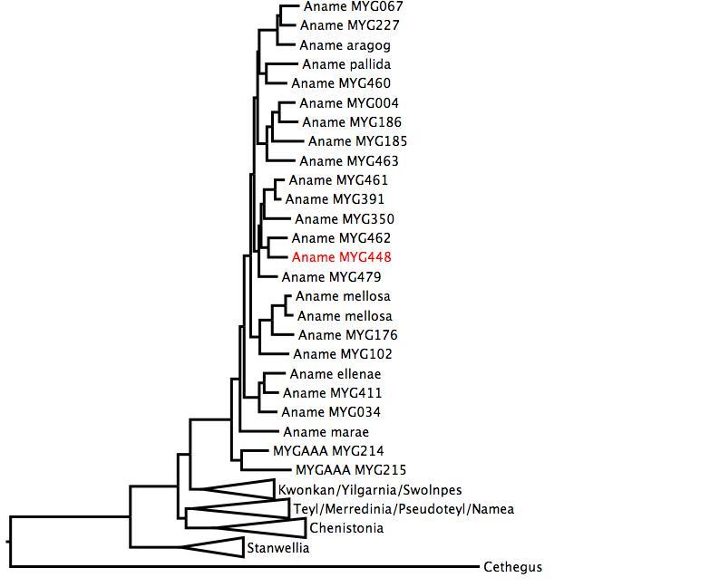 Phylogenetic tree of Nemesiidae. phylogenetic tree