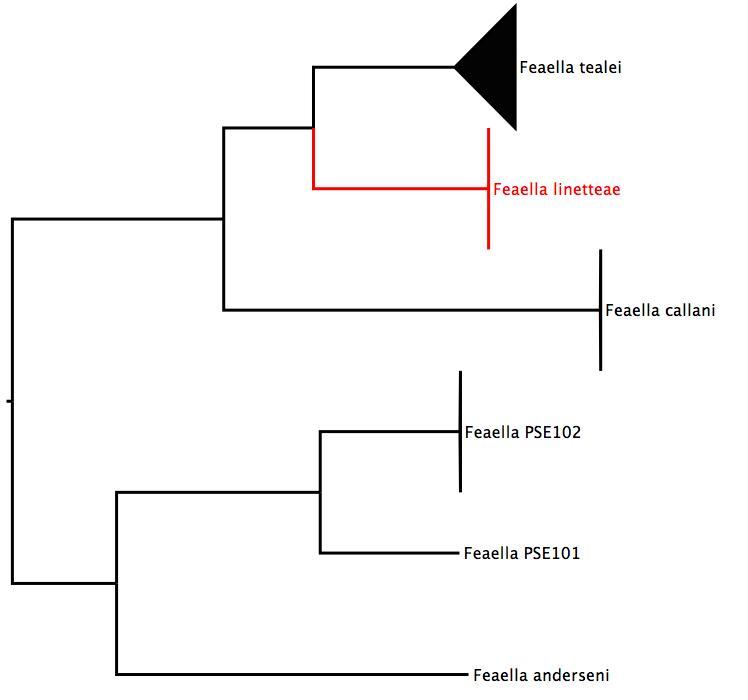 Multigene phylogenetic tree showing relationships of Australian <i>Feaella</i> phylogenetic tree