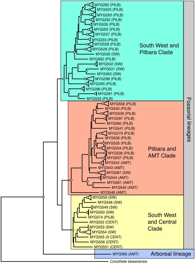 Phylogenetic tree of the Australian Conothele. image of phylogenetic tree
