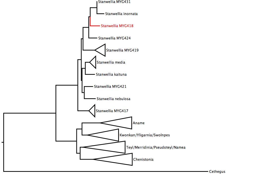 Phylogenetic tree of Nemesiidae. phylogenetic tree