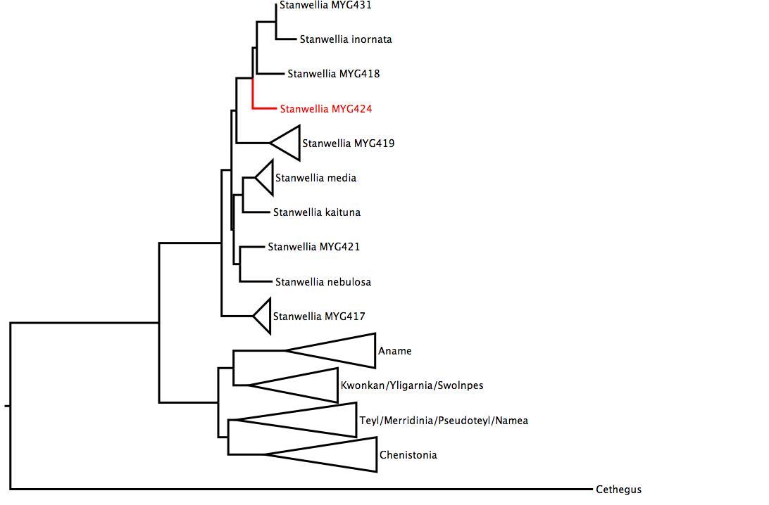 Phylogenetic tree of Nemesiidae. phylogenetic tree