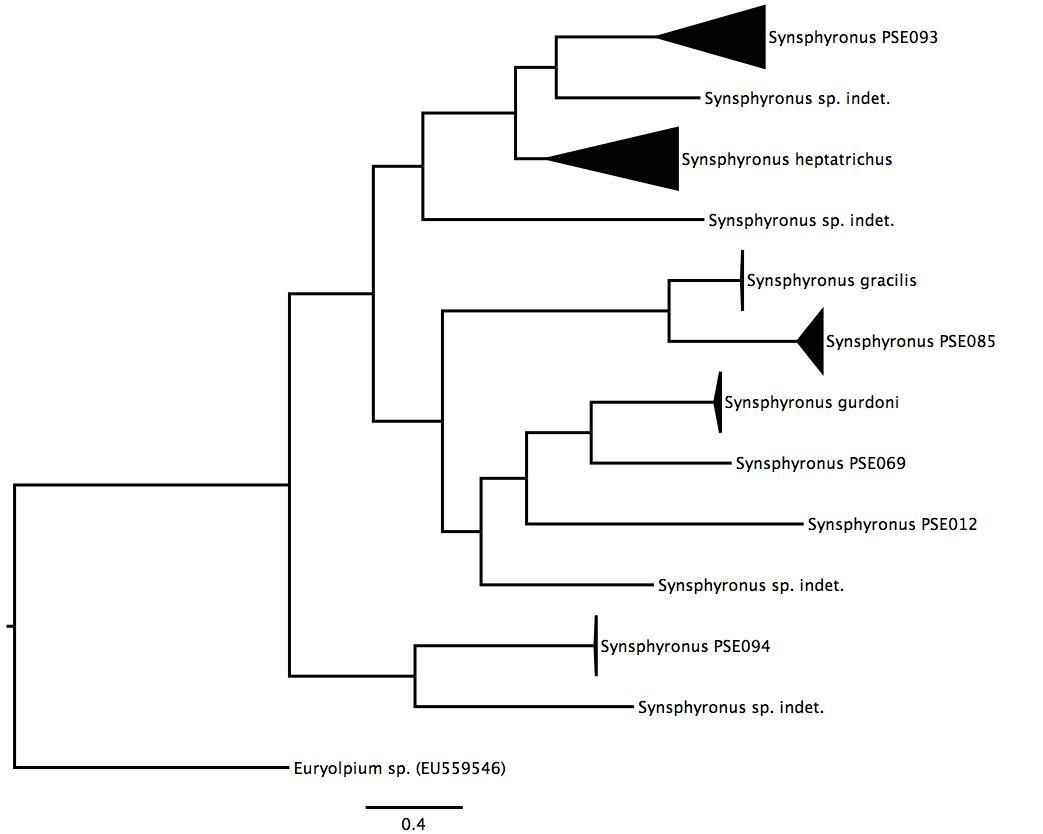 Phylogenetic tree of <i>Synsphyronus</i> Phylogenetic tree