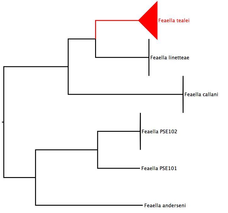 Multigene phylogenetic tree showing relationships of Australian <i>Feaella</i> phylogenetic tree