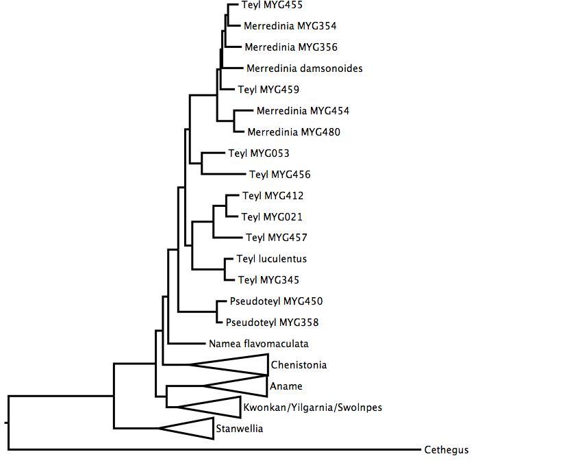 Phylogenetic tree of Nemesiidae. phylogenetic tree