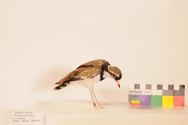 Black-fronted Plover (Charadrius melanops)