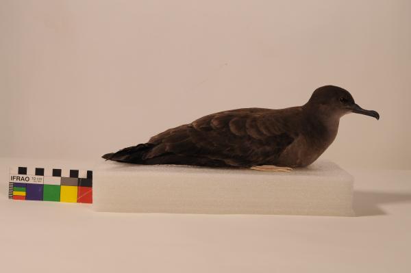 Wedge-tailed Shearwater (Puffinus pacificus)