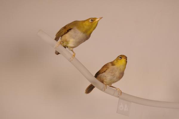 Grey-breasted White-eye (Zosterops lateralis)