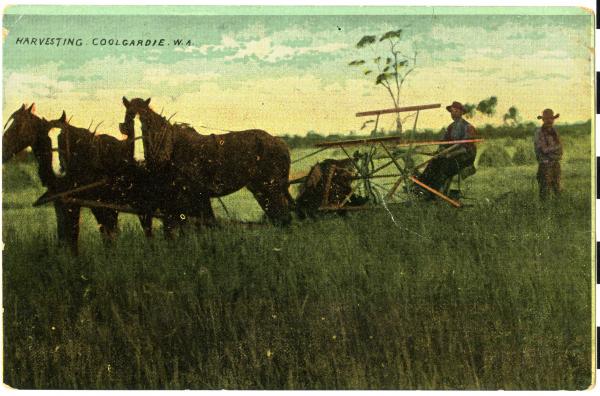 POSTCARD, Harvesting, Coolgardie