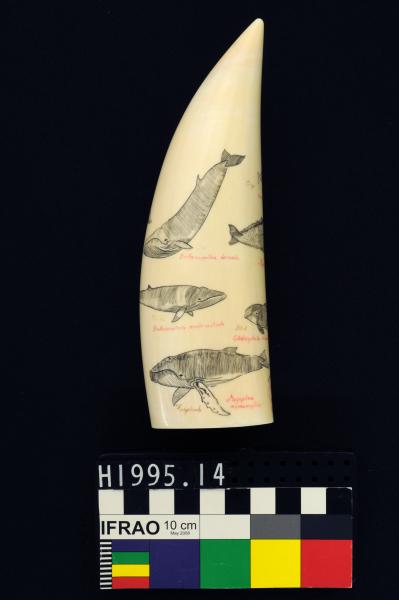 SCRIMSHAW, whale tooth, 1982