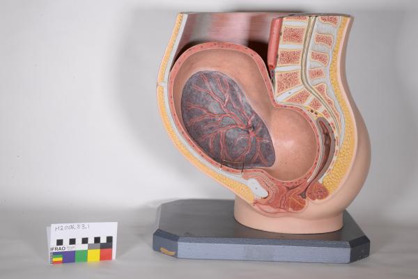 INSTRUCTIONAL MODEL, Midwifery