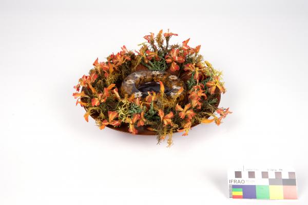 FABRIC WILDFLOWER SPECIMEN, Wreath Leschenaultia, Thelma Knox