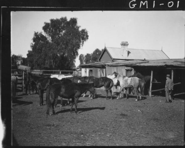 Man and horses outside stables,'O'Keefe'.