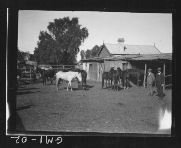 Men and horses outside stables,'O'Keefe', turkeys.