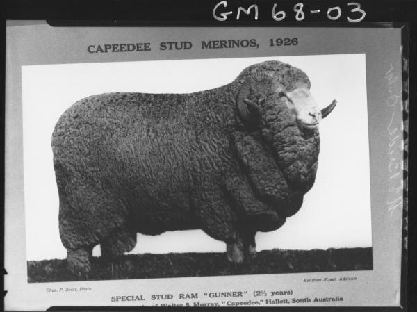 CAPEEDEE STUD MERINO SHEEP, MCBRIDE