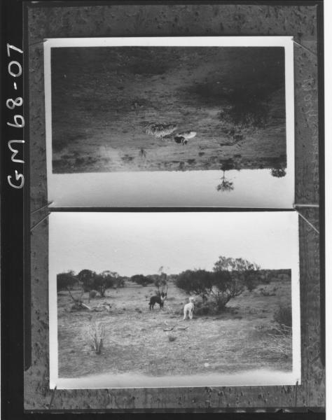 DOG AND LAMB AT PINNACLES, MACKINNON