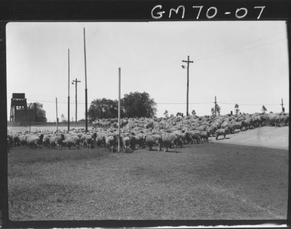 SHEEP ON OVAL, CO-OP BUTCHER, BOULDER, GILBERT