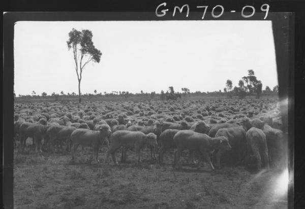 SHEEP IN PADDOCK, PINNACLES