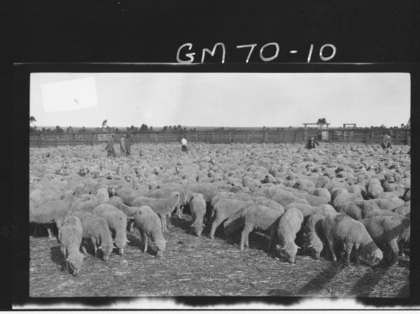 SHEEP IN PADDOCK, LUKIN