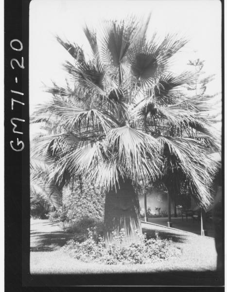 Palm trees at Hannans Club, Brookman St, Kalgoorlie