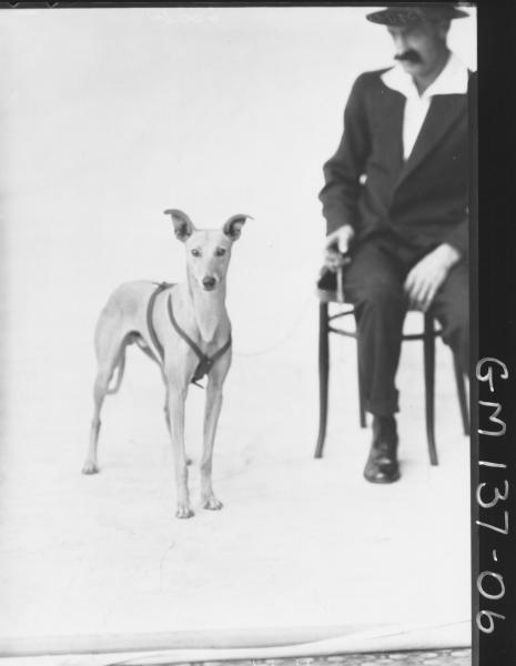 Greyhound dog. Brown, champion Whippet 'Attaboy' owned by Charles Brown