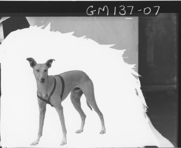 Greyhound dog. Brown, champion Whippet 'Attaboy' owned by Charles Brown