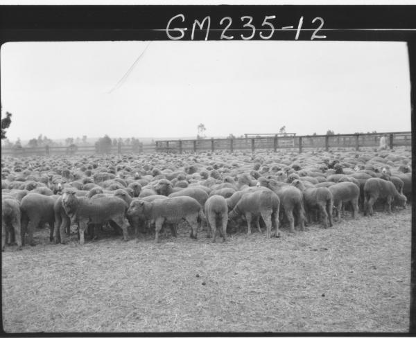 Sheep in paddock 'Manifold'