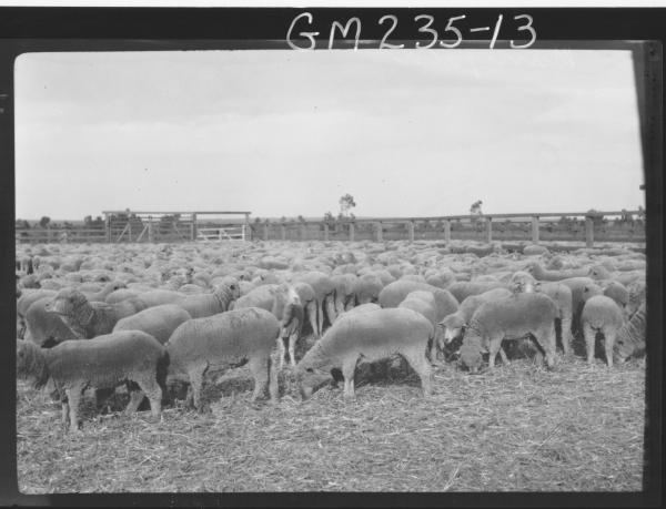 Sheep in paddock 'Manifold'