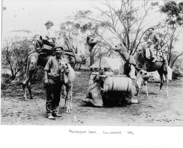 3 prospectors, 2 riding camels, one work camel with water tanks on load, one calf. Tents in bush in background.