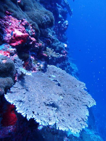 Image of <i>Acropora clathrata</i>