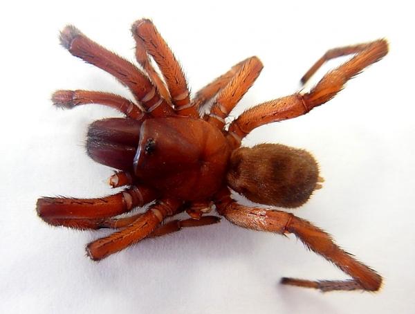 Image of spider