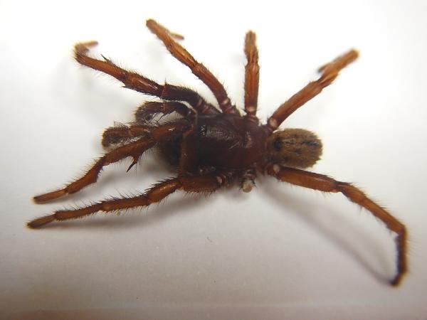 Image of spider
