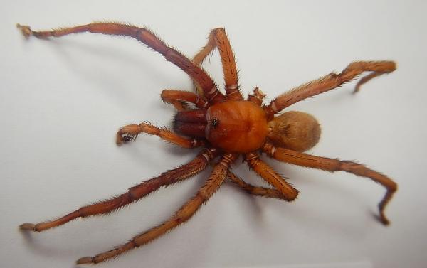 Image of spider