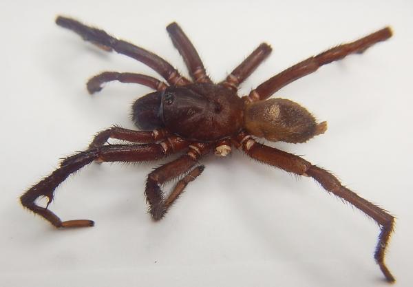 Image of spider