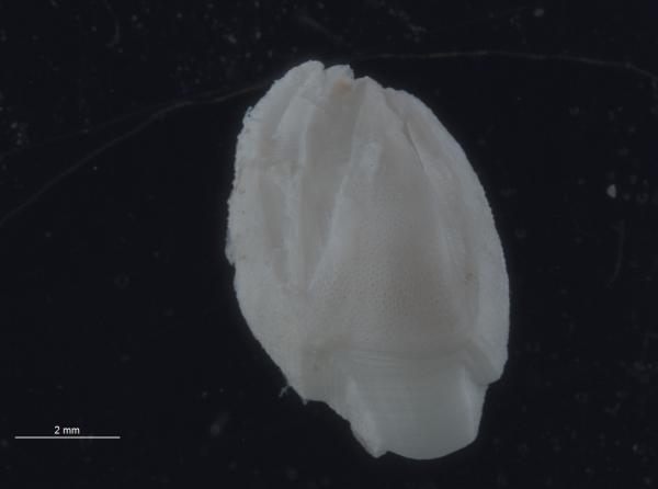 Image of <i>Euacasta sporillus</i>