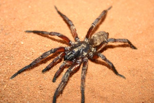 Image of spider