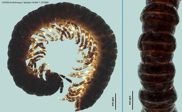 Millipede dorsal and lateral view