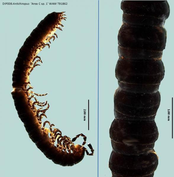 Millipede dorsal and lateral view