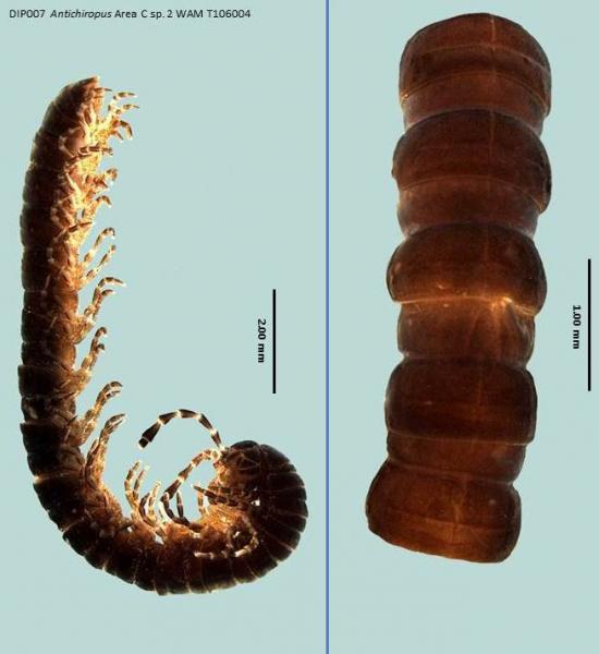 Millipede dorsal and lateral view