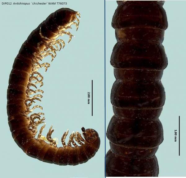 Millipede dorsal and lateral view