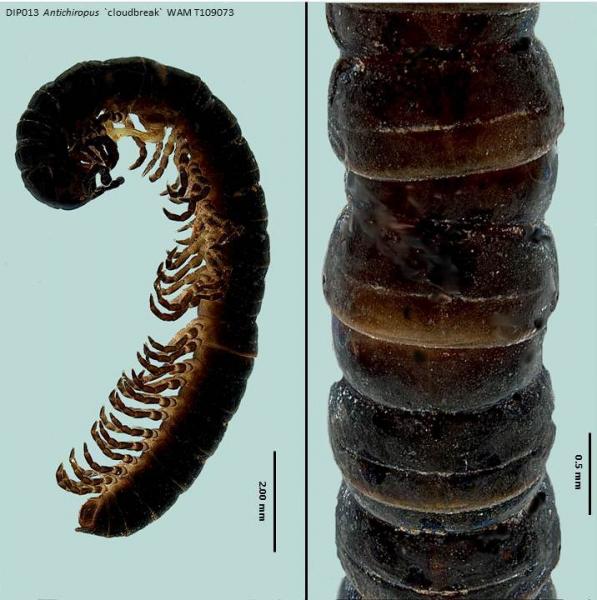 Millipede dorsal and lateral view