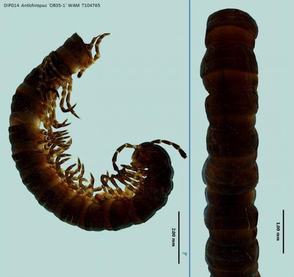Millipede dorsal and lateral view