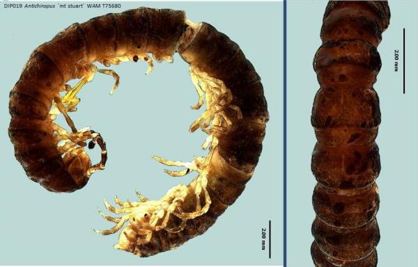 Millipede dorsal and lateral view