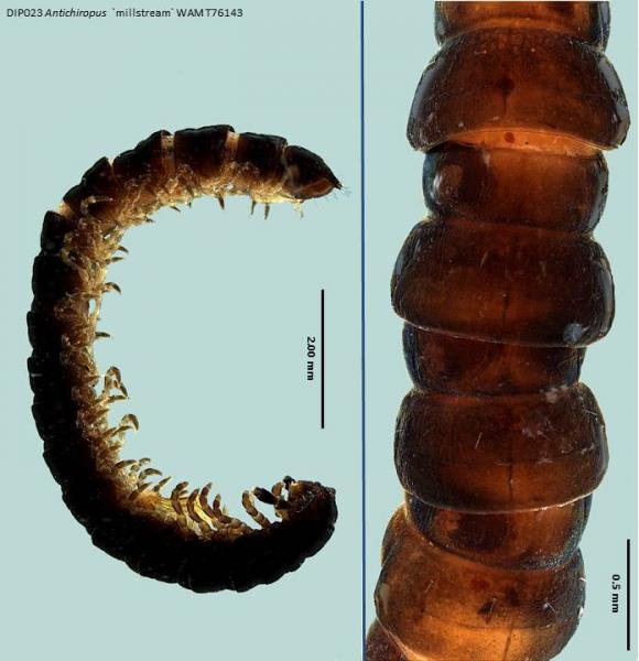 Millipede dorsal and lateral view