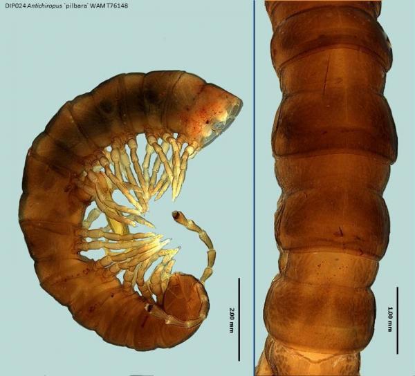 Millipede dorsal and lateral view