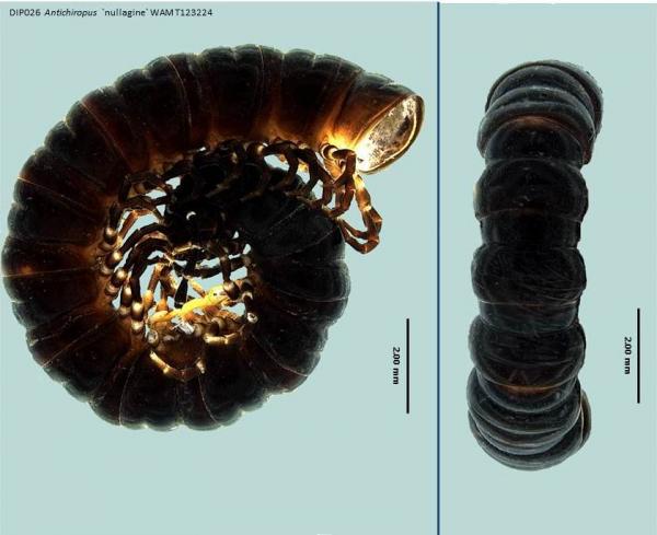 Millipede dorsal and lateral view